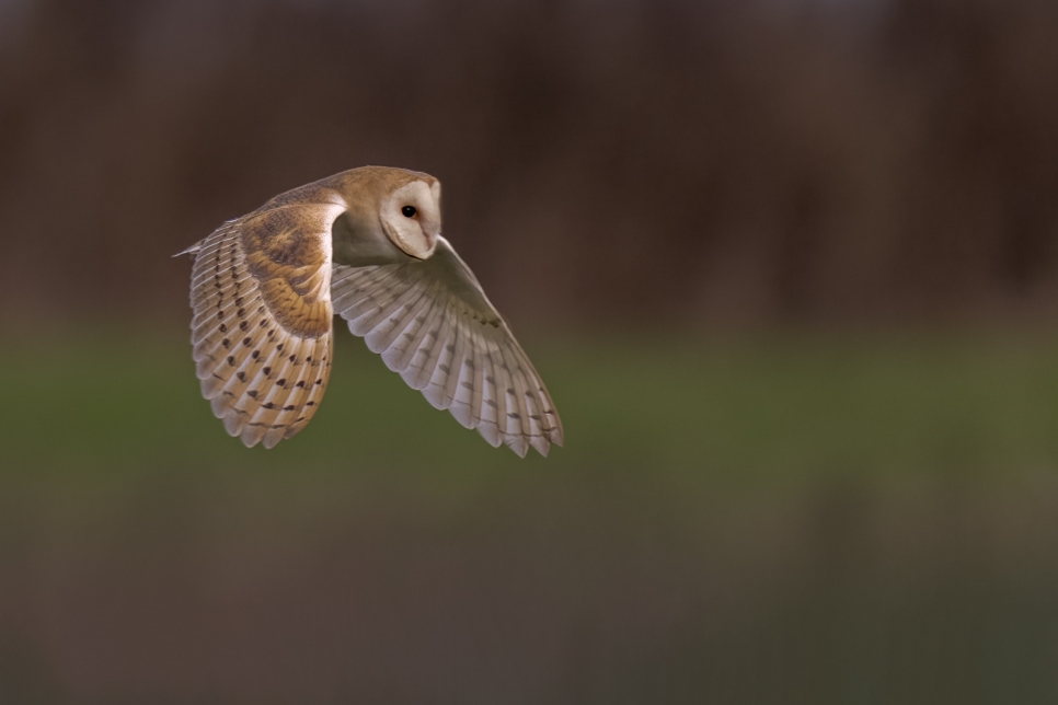 Barn Owl 3.jpg